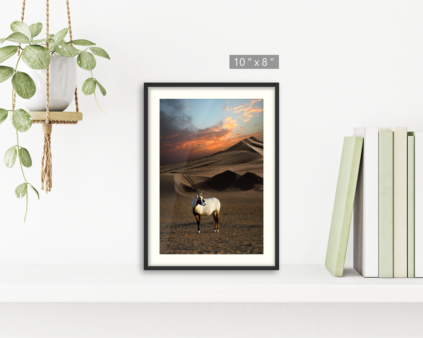Arabian Oryx ( Al-Maha ) Standing in The Desert