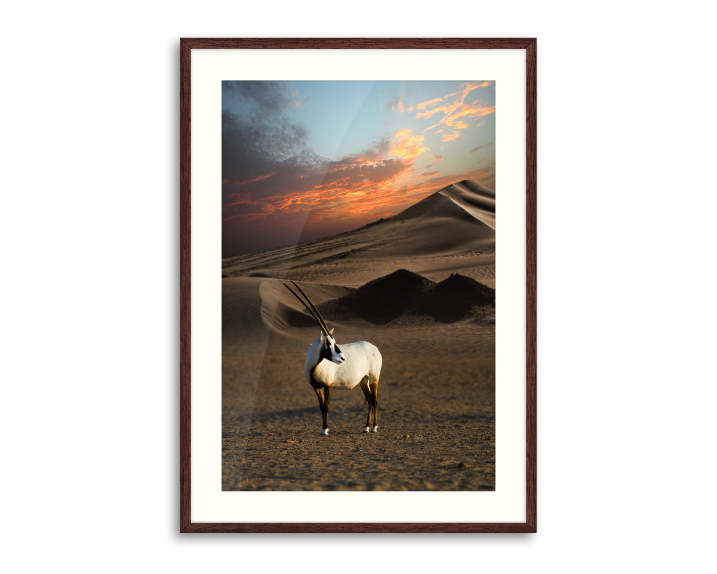 Arabian Oryx ( Al-Maha ) Standing in The Desert