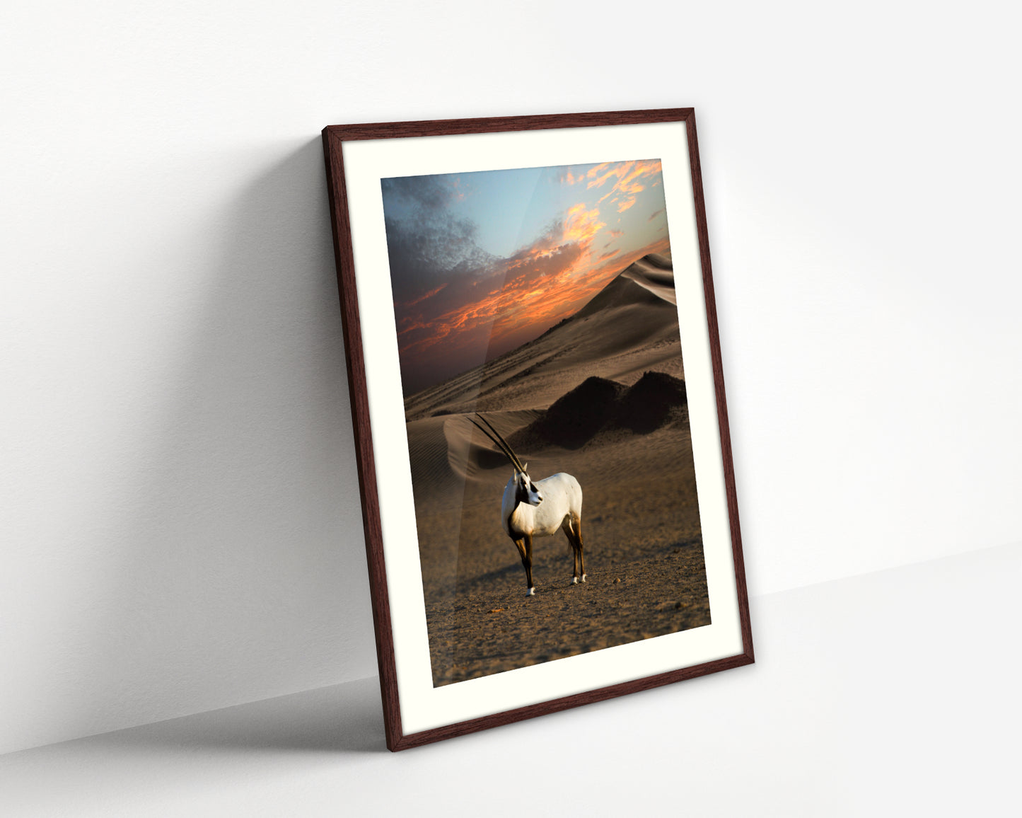 Arabian Oryx ( Al-Maha ) Standing in The Desert