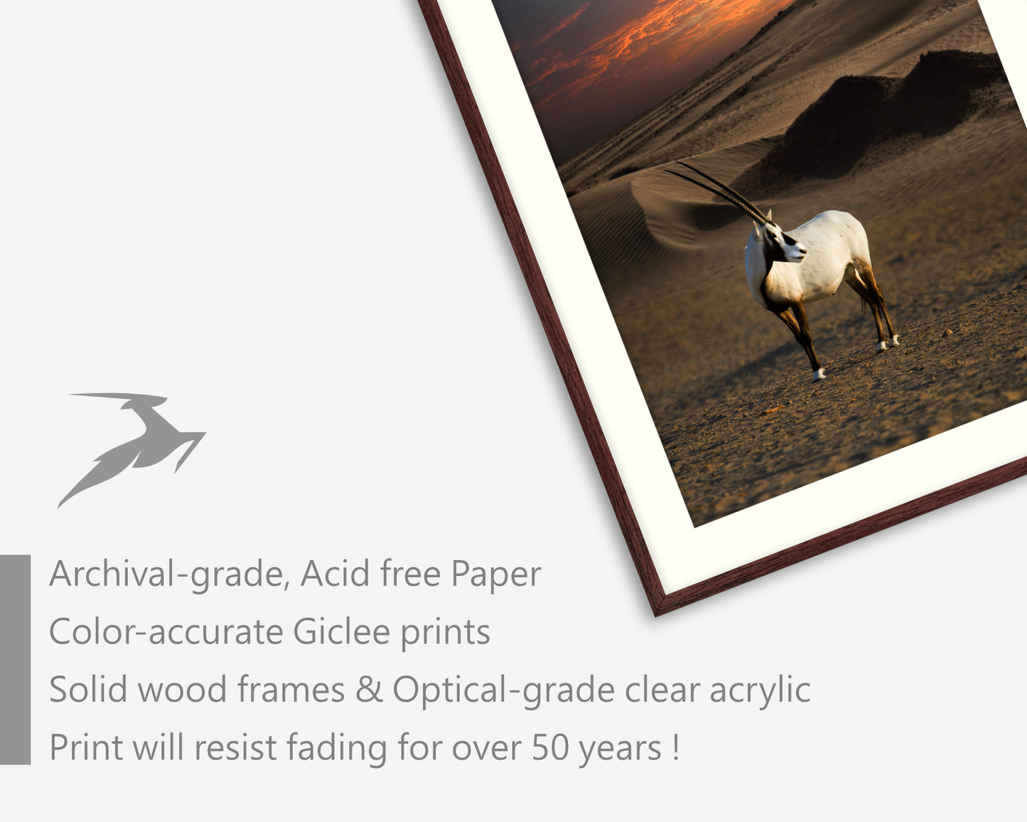 Arabian Oryx ( Al-Maha ) Standing in The Desert
