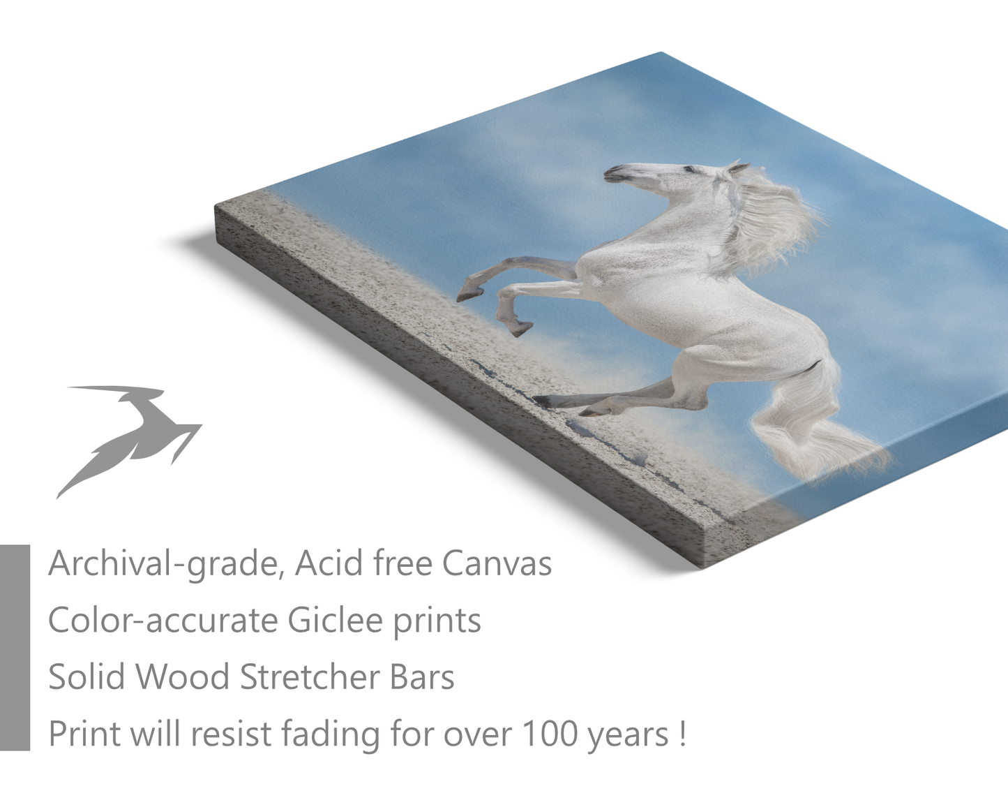 Arabian White Horse II