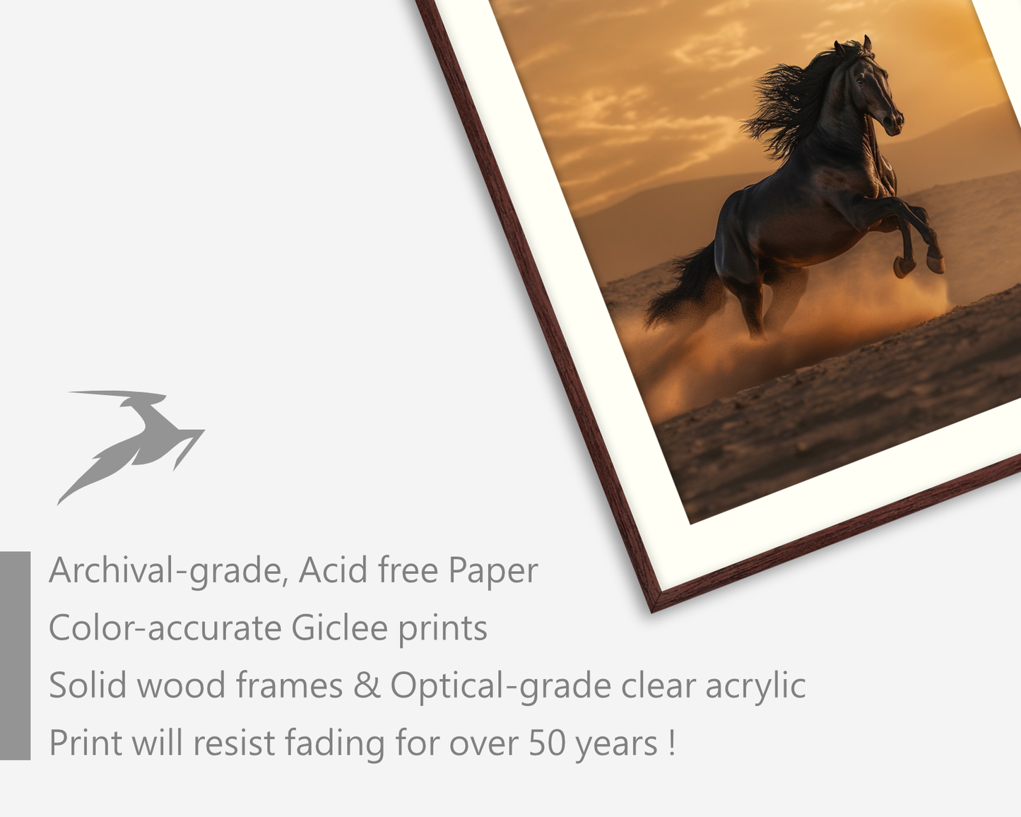 Black Arabian Horse in The Sahara Desert