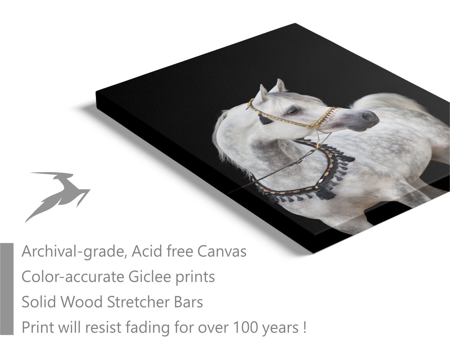 Arabian White Horse III