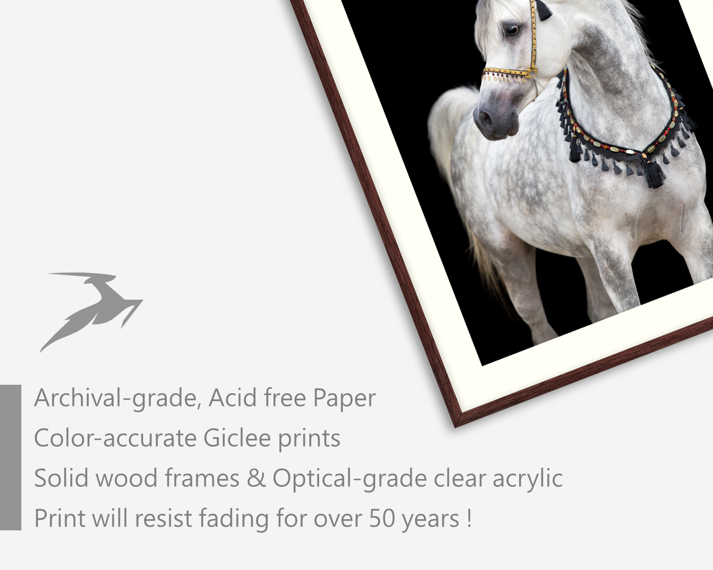 Arabian White Horse III