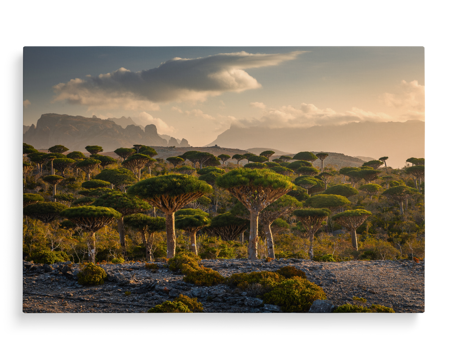 Yemen, Dragon Blood trees in Socotra