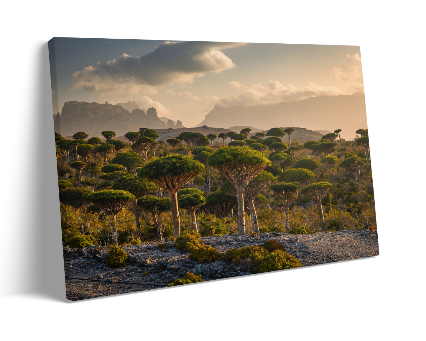 Yemen, Dragon Blood trees in Socotra