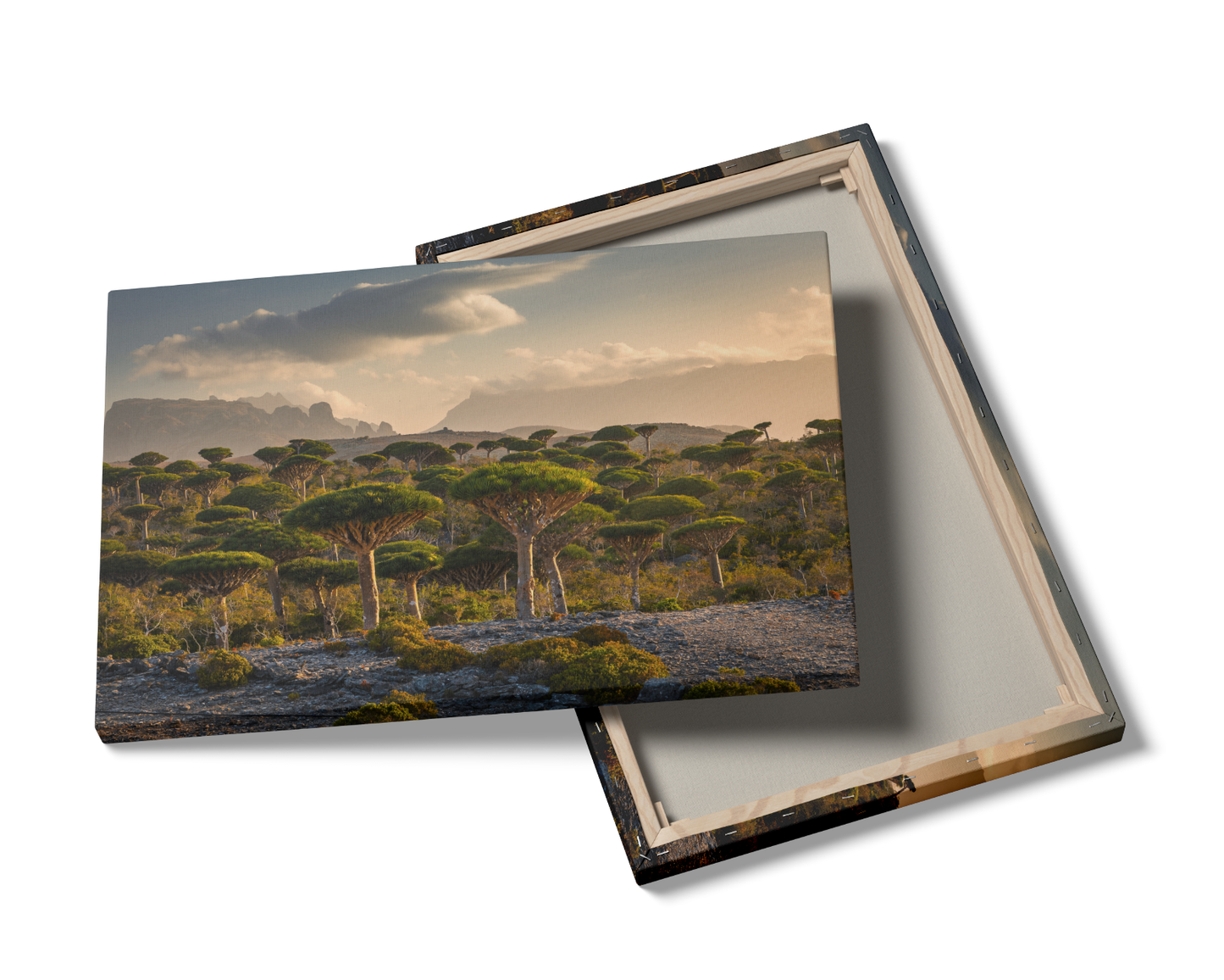 Yemen, Dragon Blood trees in Socotra